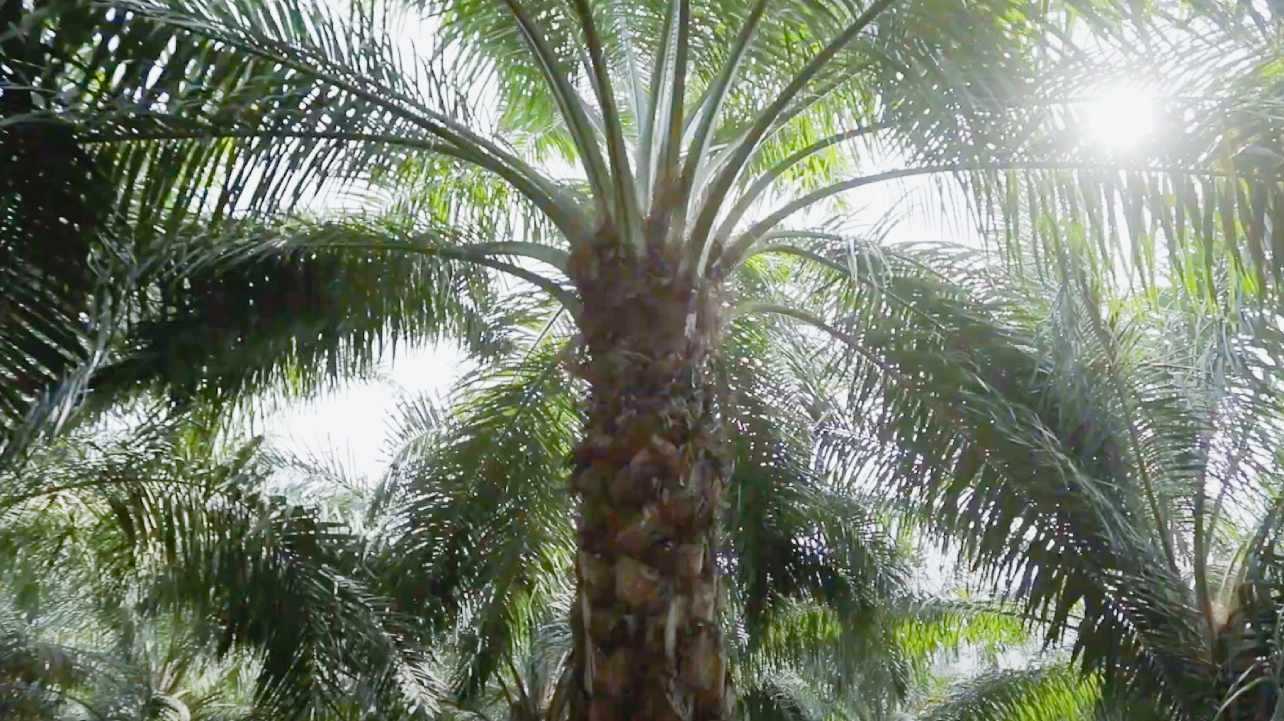 The self-sustainable palm oil plant video